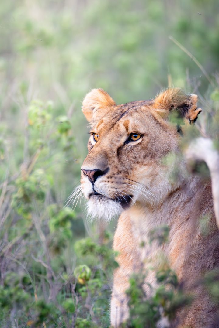 Game drive