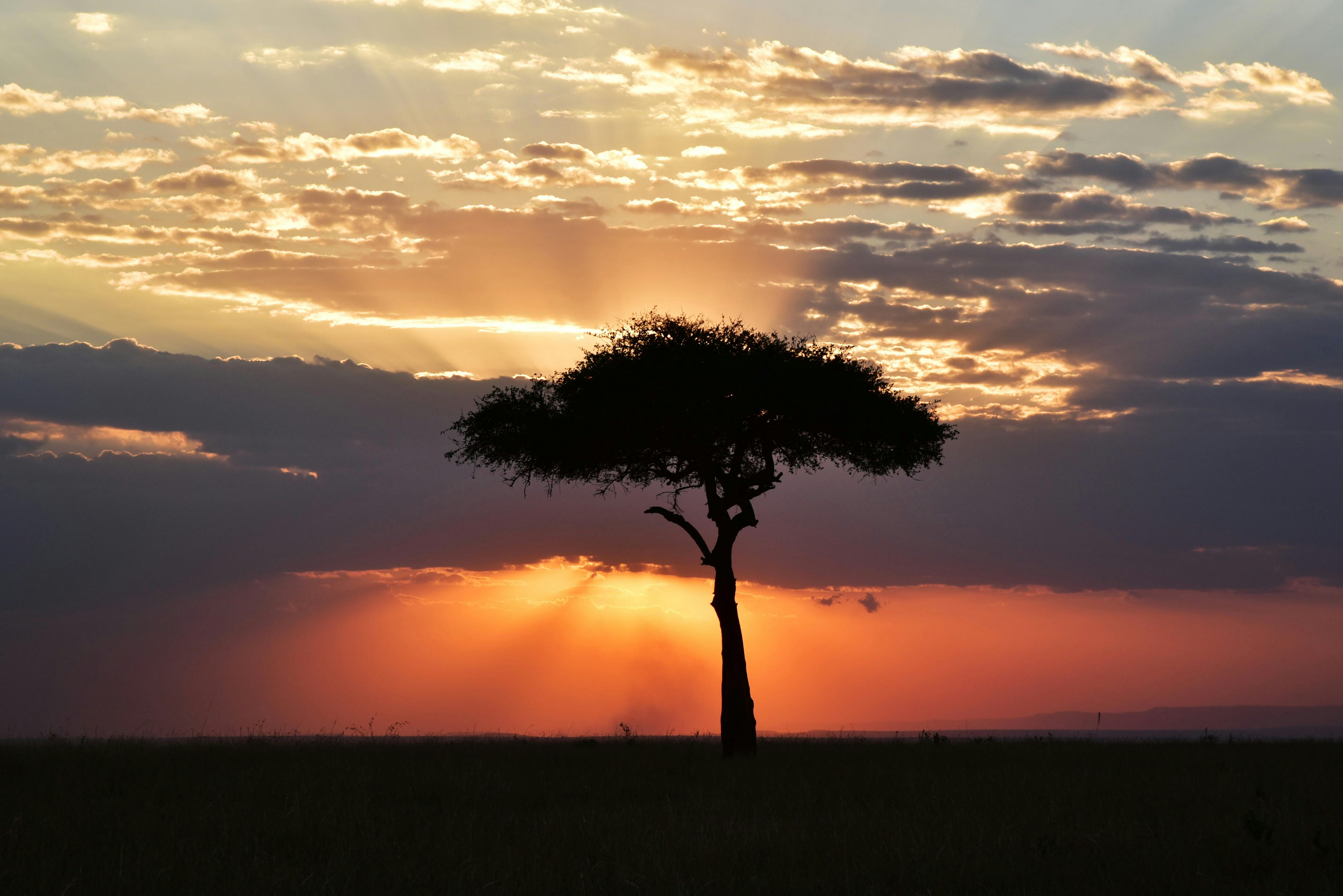 Savanna sunrise