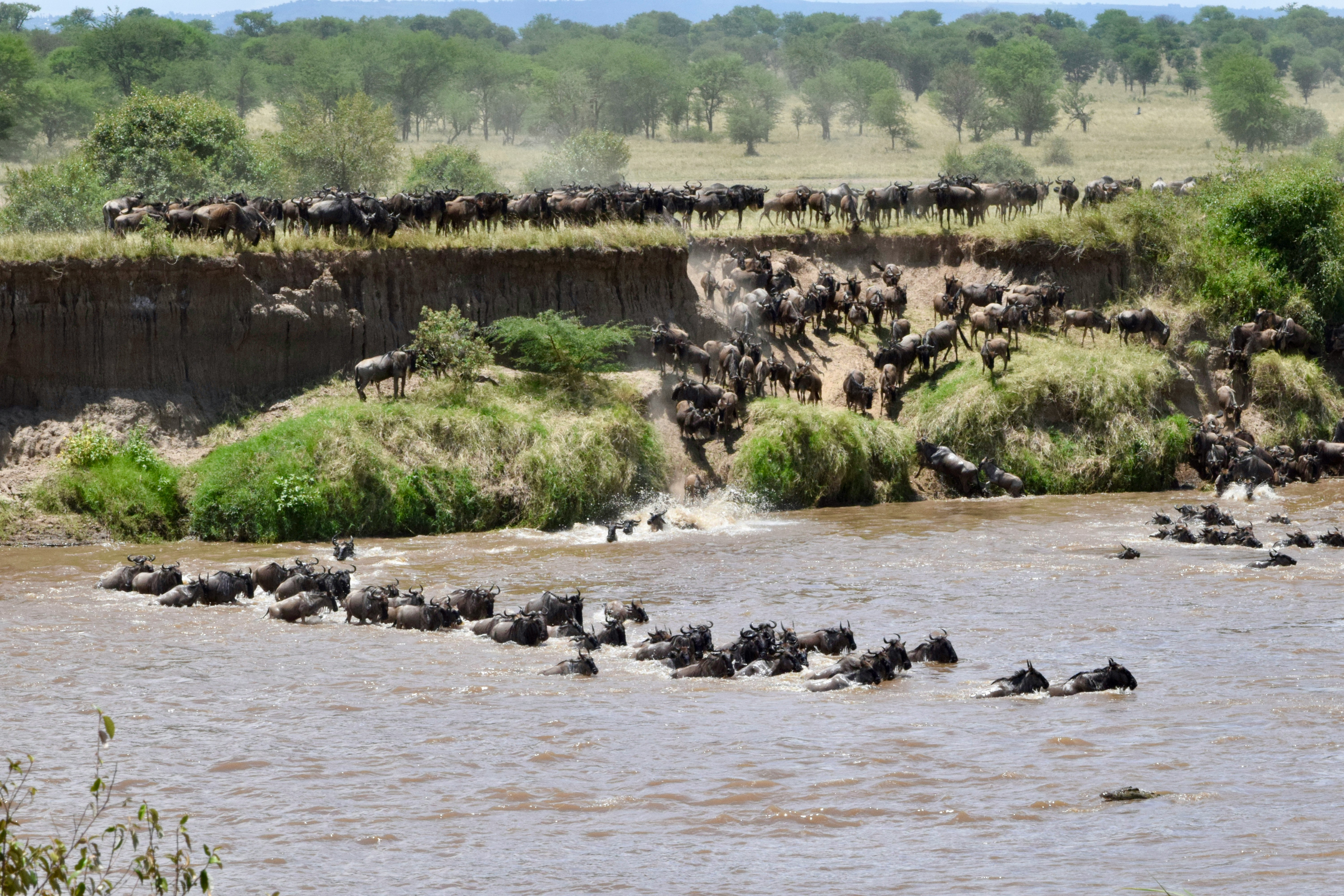 Wildebeest migration